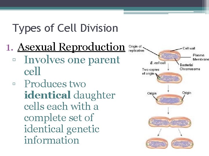 Types of Cell Division 1. Asexual Reproduction ▫ Involves one parent cell ▫ Produces Types of Cell Division 1. Asexual Reproduction ▫ Involves one parent cell ▫ Produces