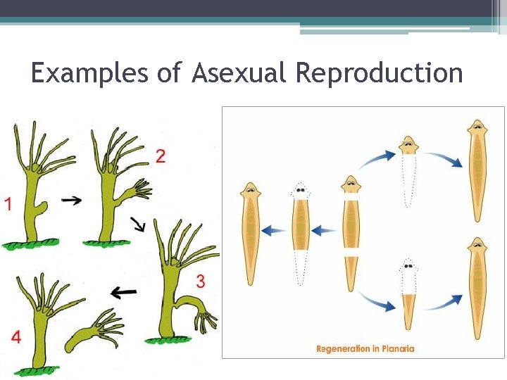 Examples of Asexual Reproduction Examples of Asexual Reproduction