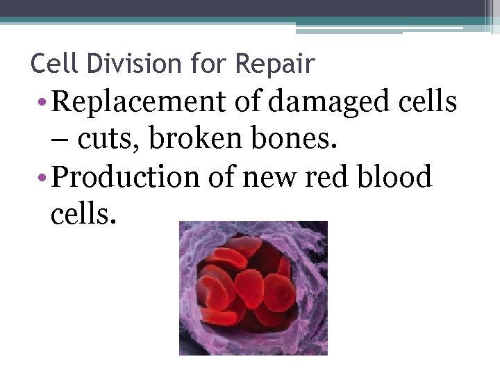Cell Division for Repair • Replacement of damaged cells – cuts, broken bones. • Cell Division for Repair • Replacement of damaged cells – cuts, broken bones. •