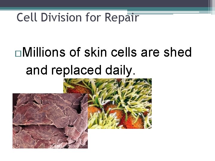 Cell Division for Repair Millions of skin cells are shed and replaced daily. Cell Division for Repair Millions of skin cells are shed and replaced daily.
