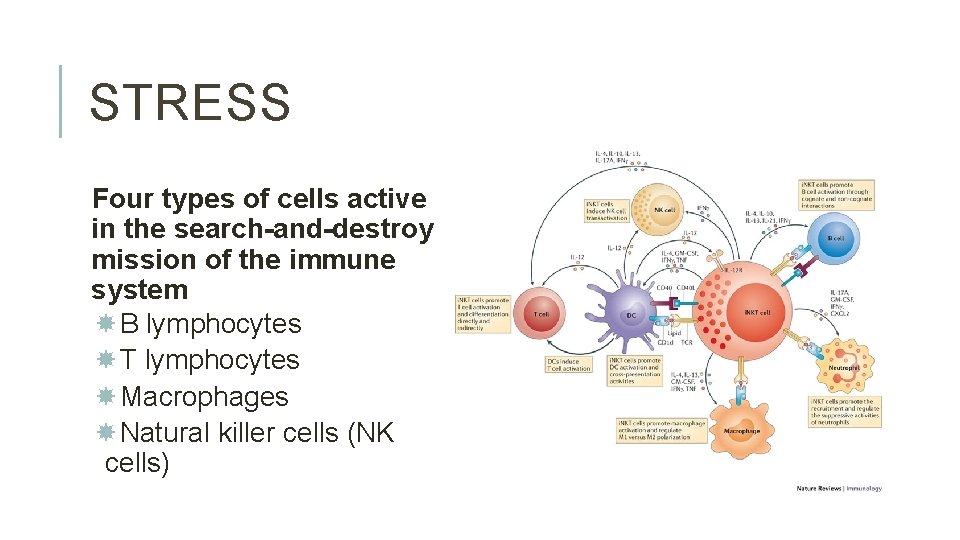 STRESS Four types of cells active in the search-and-destroy mission of the immune system