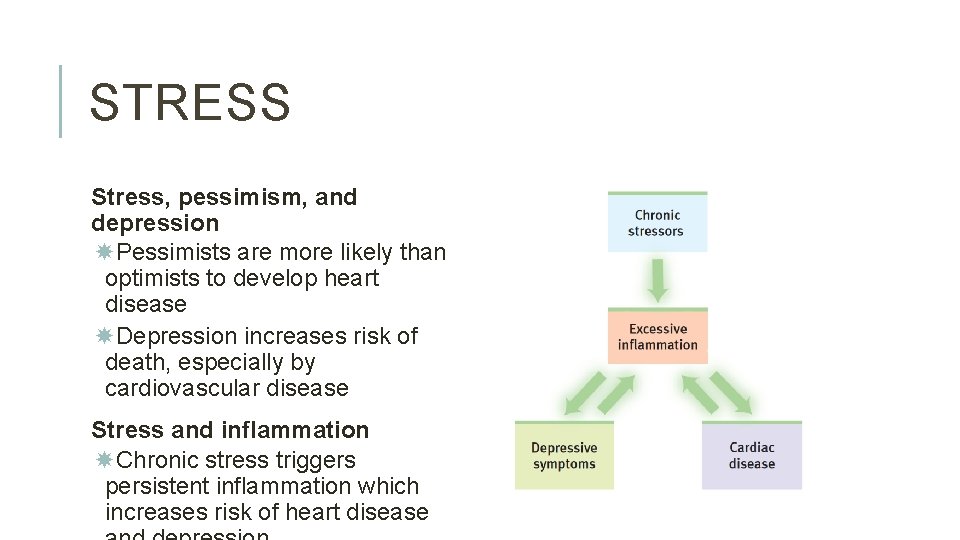 STRESS Stress, pessimism, and depression Pessimists are more likely than optimists to develop heart