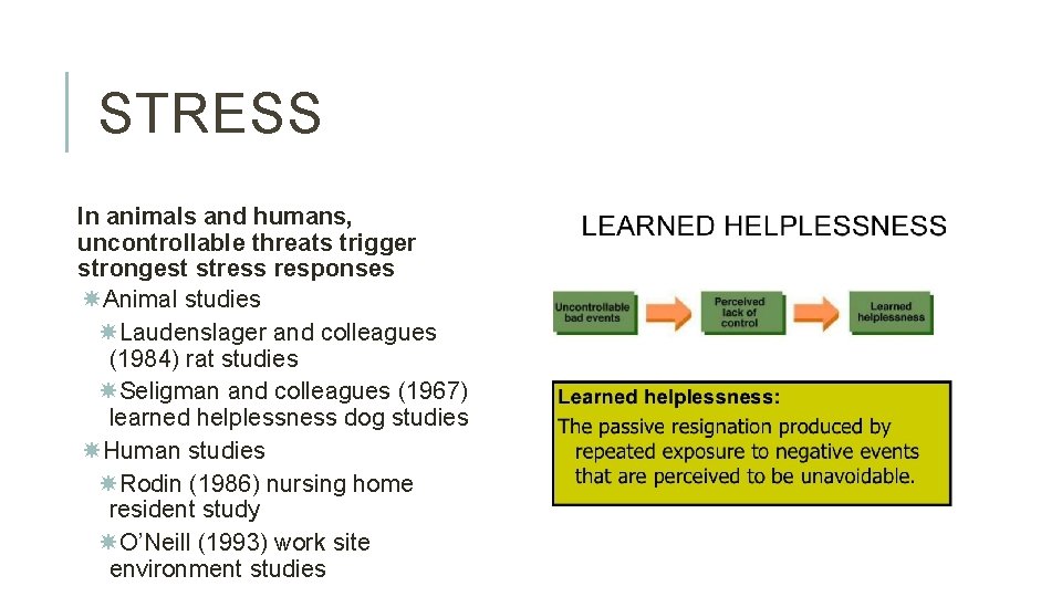 STRESS In animals and humans, uncontrollable threats trigger strongest stress responses Animal studies Laudenslager