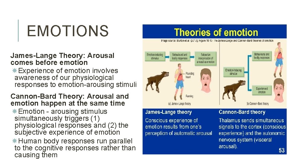 EMOTIONS James-Lange Theory: Arousal comes before emotion Experience of emotion involves awareness of our