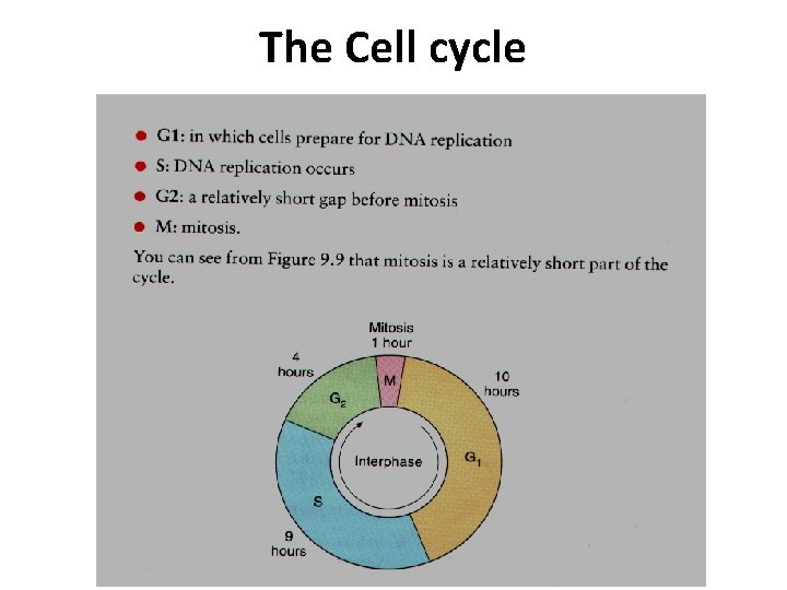 The Cell cycle 