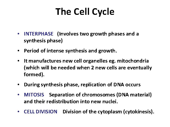 The Cell Cycle • INTERPHASE (Involves two growth phases and a synthesis phase) •