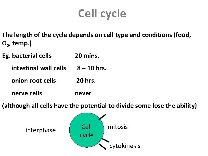 Cell cycle The length of the cycle depends on cell type and conditions (food,