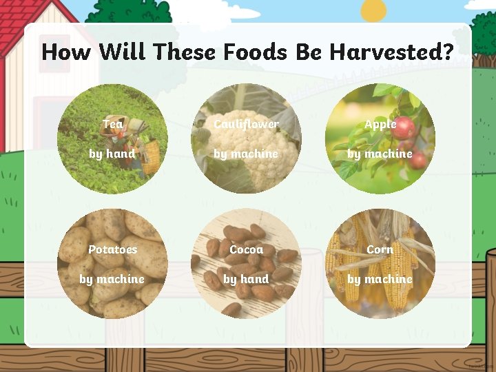 How Will These Foods Be Harvested? Tea Cauliflower Apple by hand by machine Potatoes