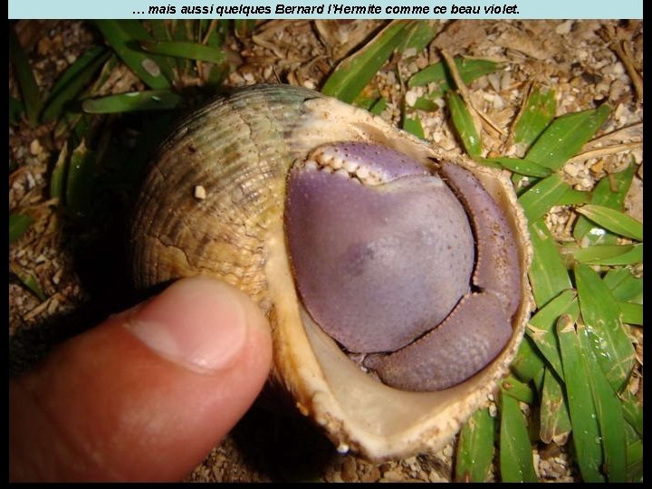 … mais aussi quelques Bernard l’Hermite comme ce beau violet. 