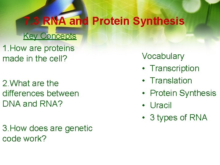 7. 3 RNA and Protein Synthesis Key Concepts 1. How are proteins made in 7. 3 RNA and Protein Synthesis Key Concepts 1. How are proteins made in
