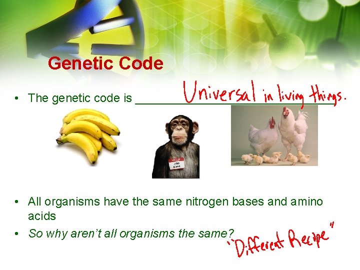 Genetic Code • The genetic code is _______________ • All organisms have the same Genetic Code • The genetic code is _______________ • All organisms have the same