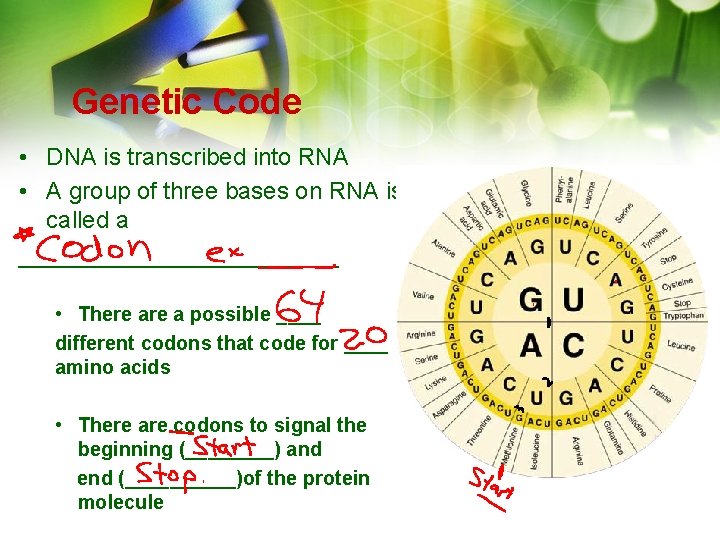 Genetic Code • DNA is transcribed into RNA • A group of three bases Genetic Code • DNA is transcribed into RNA • A group of three bases
