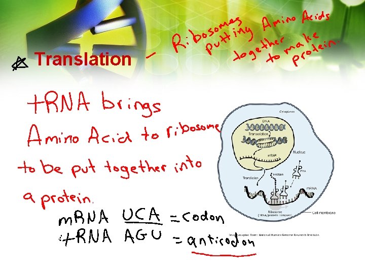 Translation Translation