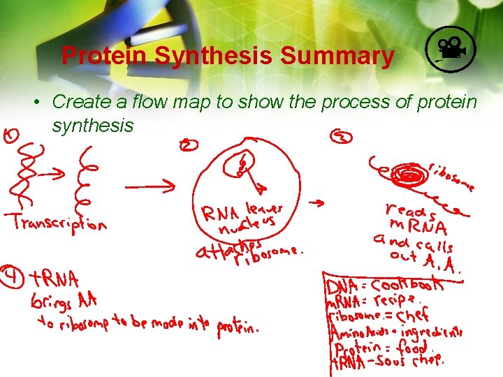 Protein Synthesis Summary • Create a flow map to show the process of protein Protein Synthesis Summary • Create a flow map to show the process of protein