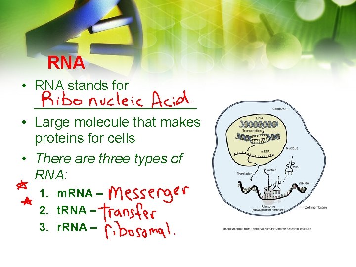 RNA • RNA stands for ___________ • Large molecule that makes proteins for cells RNA • RNA stands for ___________ • Large molecule that makes proteins for cells