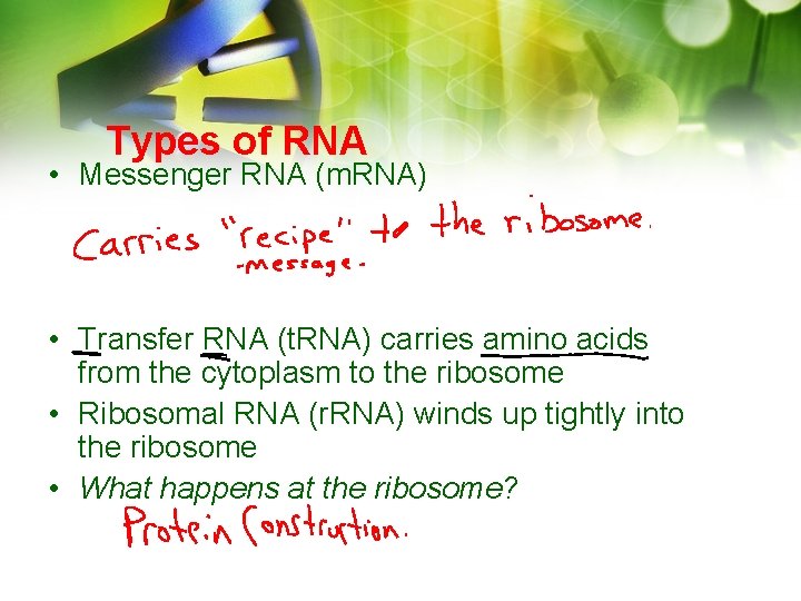 Types of RNA • Messenger RNA (m. RNA) • Transfer RNA (t. RNA) carries Types of RNA • Messenger RNA (m. RNA) • Transfer RNA (t. RNA) carries
