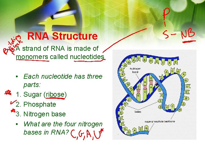 RNA Structure A strand of RNA is made of monomers called nucleotides • Each RNA Structure A strand of RNA is made of monomers called nucleotides • Each