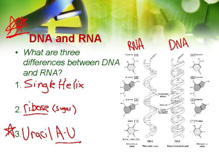 DNA and RNA • What are three differences between DNA and RNA? 1. 2. DNA and RNA • What are three differences between DNA and RNA? 1. 2.