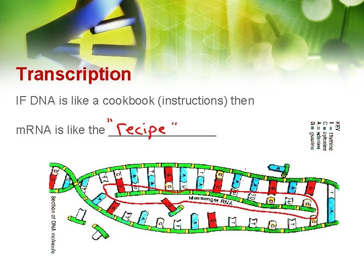 Transcription IF DNA is like a cookbook (instructions) then m. RNA is like the Transcription IF DNA is like a cookbook (instructions) then m. RNA is like the