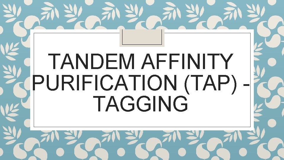 TANDEM AFFINITY PURIFICATION (TAP) TAGGING 