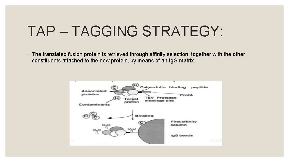 TAP – TAGGING STRATEGY: ◦ The translated fusion protein is retrieved through affinity selection,