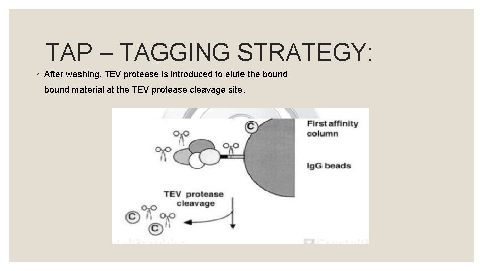 TAP – TAGGING STRATEGY: ◦ After washing, TEV protease is introduced to elute the