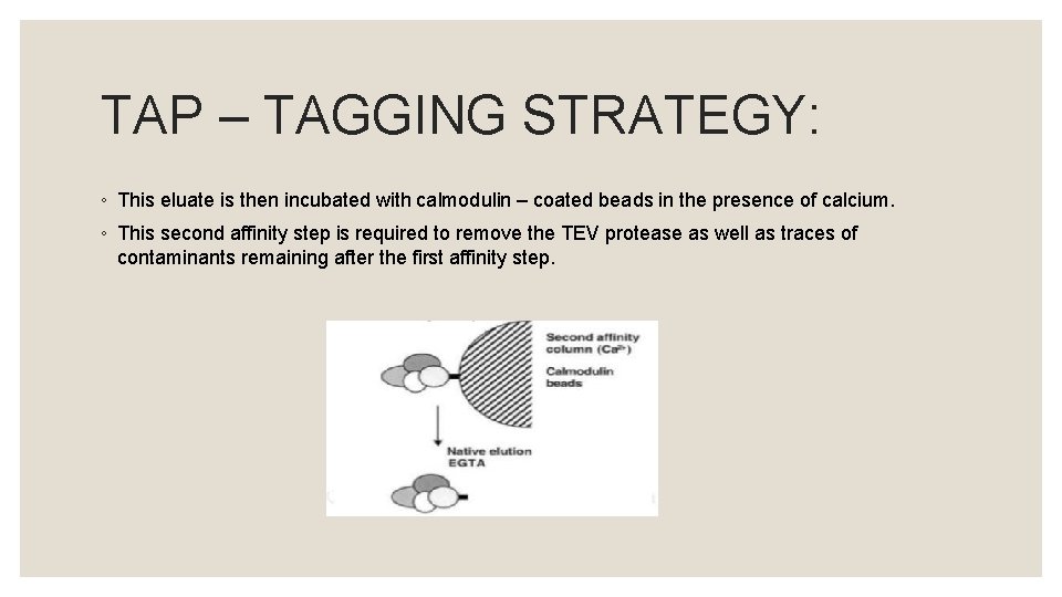 TAP – TAGGING STRATEGY: ◦ This eluate is then incubated with calmodulin – coated