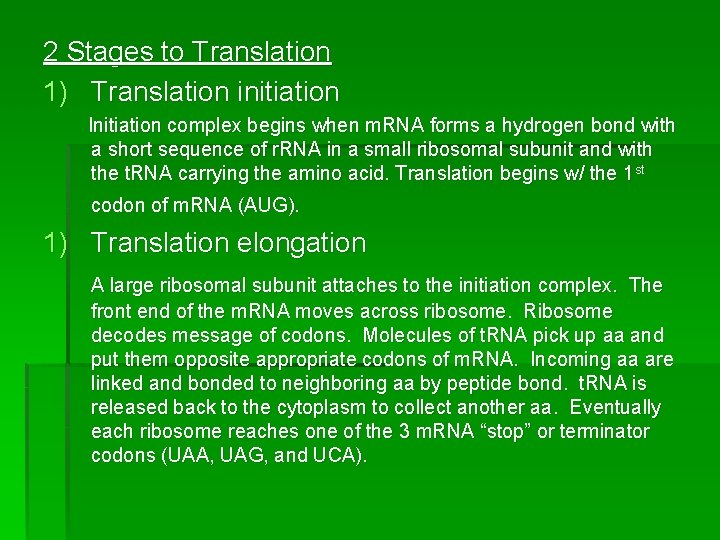 2 Stages to Translation 1) Translation initiation Initiation complex begins when m. RNA forms