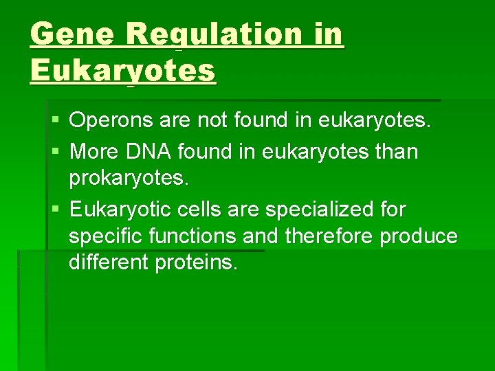 Gene Regulation in Eukaryotes § Operons are not found in eukaryotes. § More DNA
