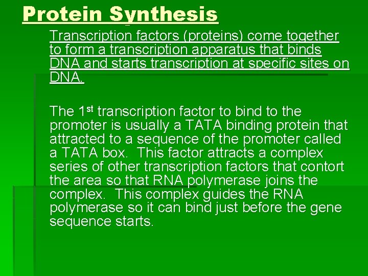 Protein Synthesis Transcription factors (proteins) come together to form a transcription apparatus that binds
