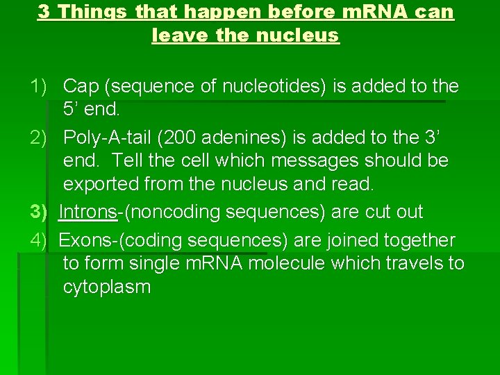 3 Things that happen before m. RNA can leave the nucleus 1) Cap (sequence