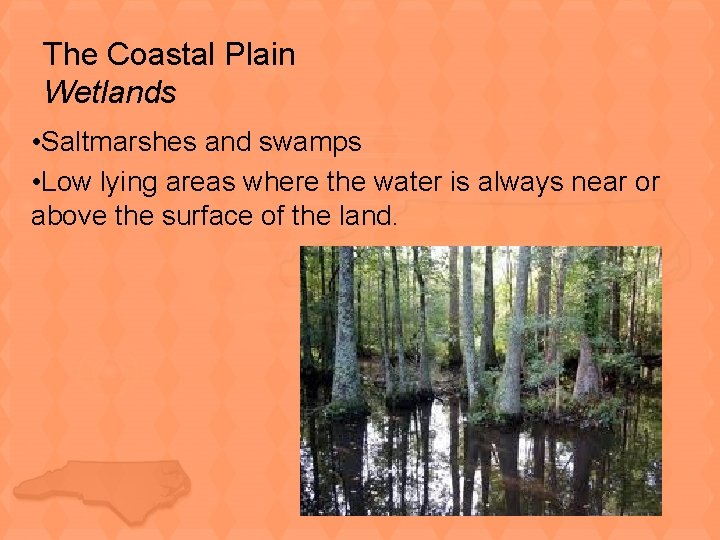 The Coastal Plain Wetlands • Saltmarshes and swamps • Low lying areas where the