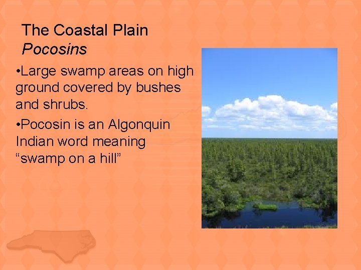 The Coastal Plain Pocosins • Large swamp areas on high ground covered by bushes