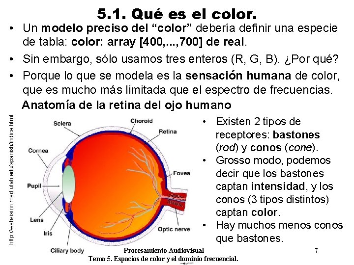 5. 1. Qué es el color. http: //webvision. med. utah. edu/spanish/indice. html • Un
