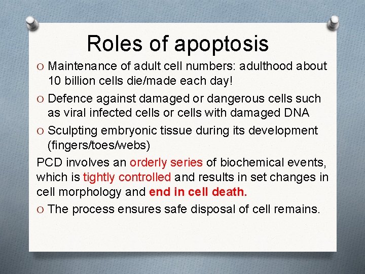 Roles of apoptosis O Maintenance of adult cell numbers: adulthood about 10 billion cells