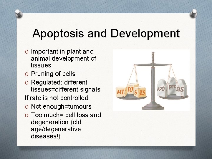Apoptosis and Development O Important in plant and animal development of tissues O Pruning