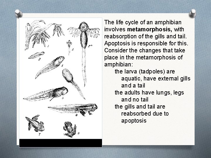 The life cycle of an amphibian involves metamorphosis, with reabsorption of the gills and