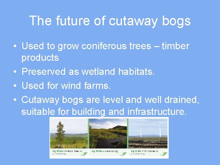 The future of cutaway bogs • Used to grow coniferous trees – timber products