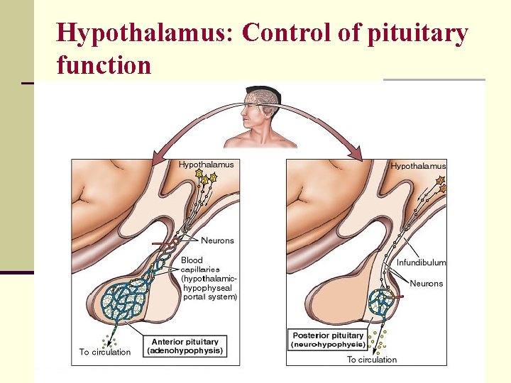 Hypothalamus: Control of pituitary function 