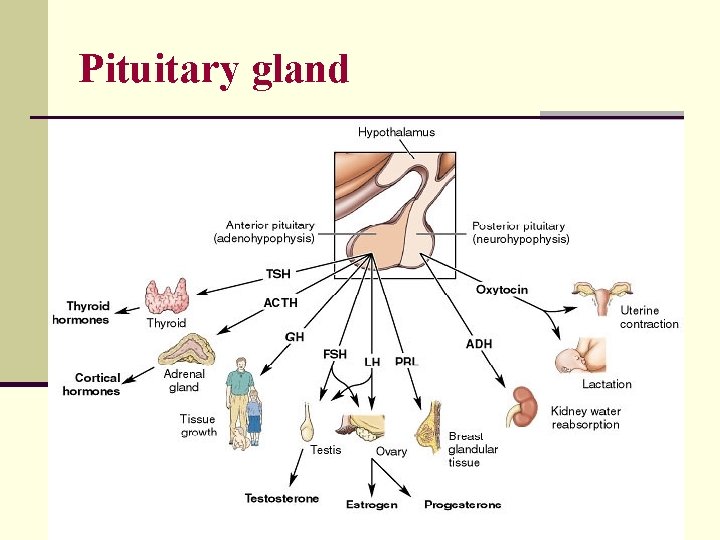 Pituitary gland 