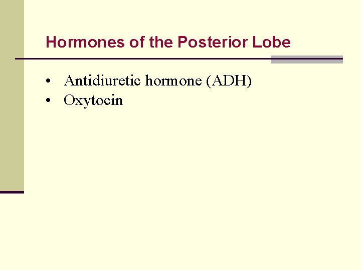 Hormones of the Posterior Lobe • Antidiuretic hormone (ADH) • Oxytocin 