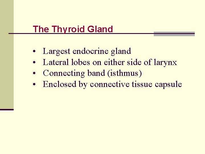 The Thyroid Gland • • Largest endocrine gland Lateral lobes on either side of