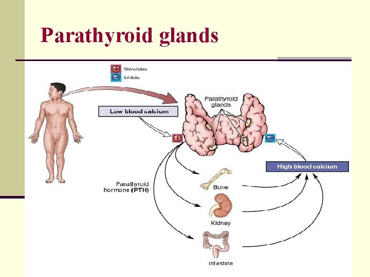 Parathyroid glands 