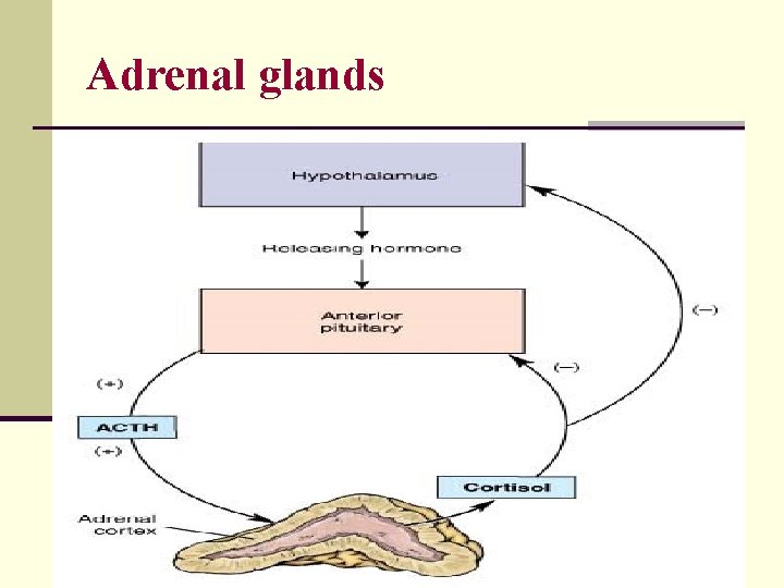 Adrenal glands 