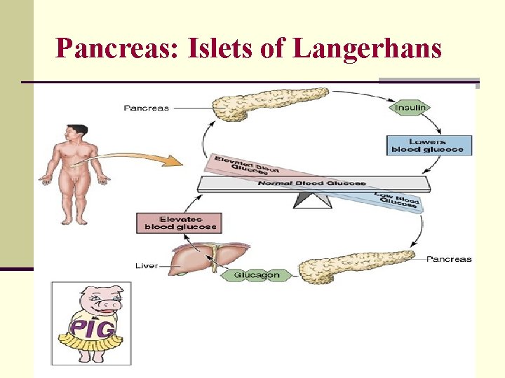 Pancreas: Islets of Langerhans 