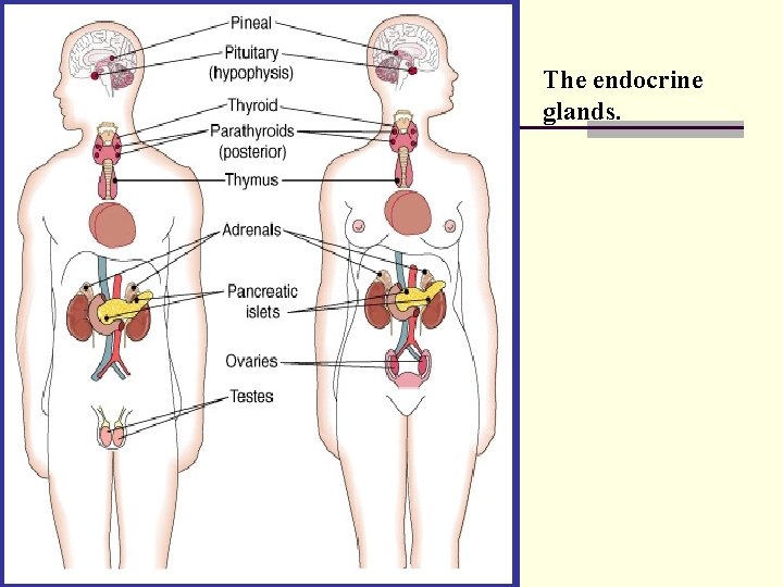 The endocrine glands. 