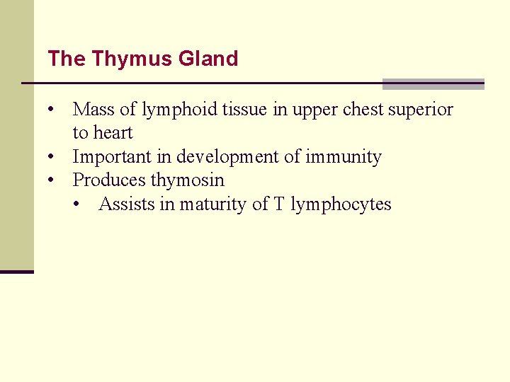 The Thymus Gland • Mass of lymphoid tissue in upper chest superior to heart