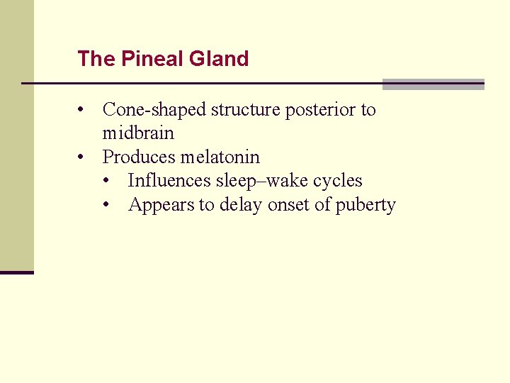 The Pineal Gland • Cone-shaped structure posterior to midbrain • Produces melatonin • Influences