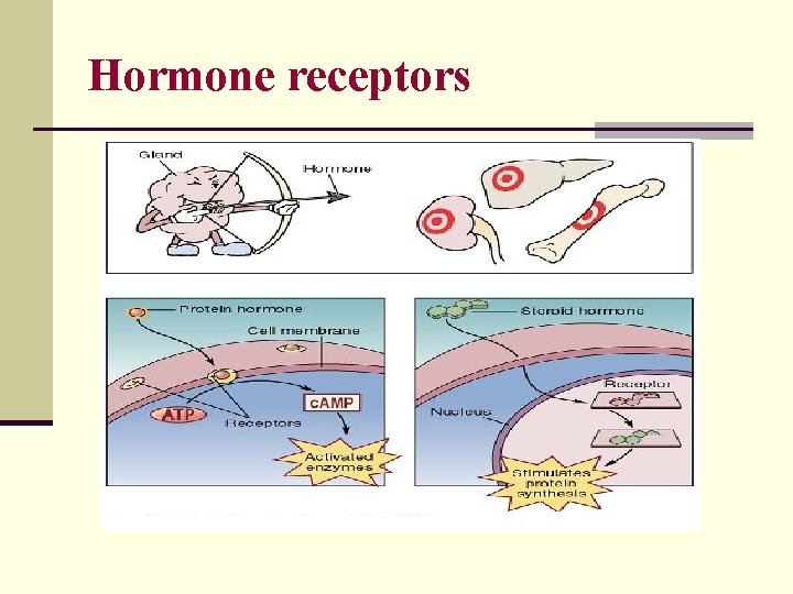 Hormone receptors 
