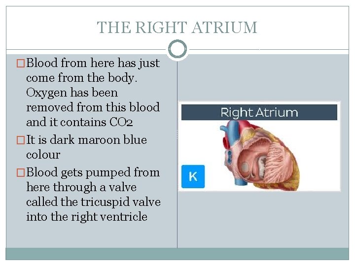 THE FUNCTION OF CIRCULATION IMPORTANT TERMS Pulmonary artery